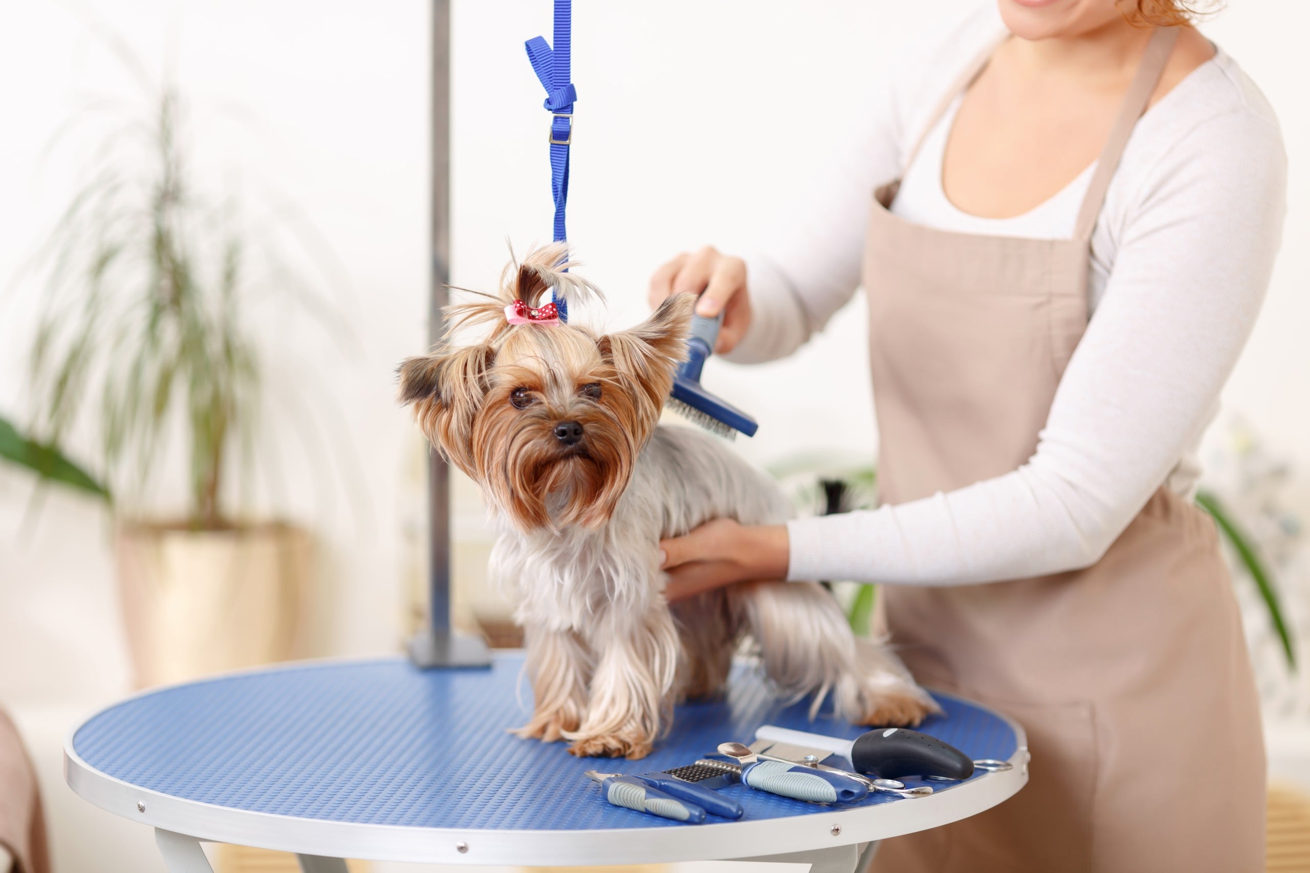Woman Grooming Dog