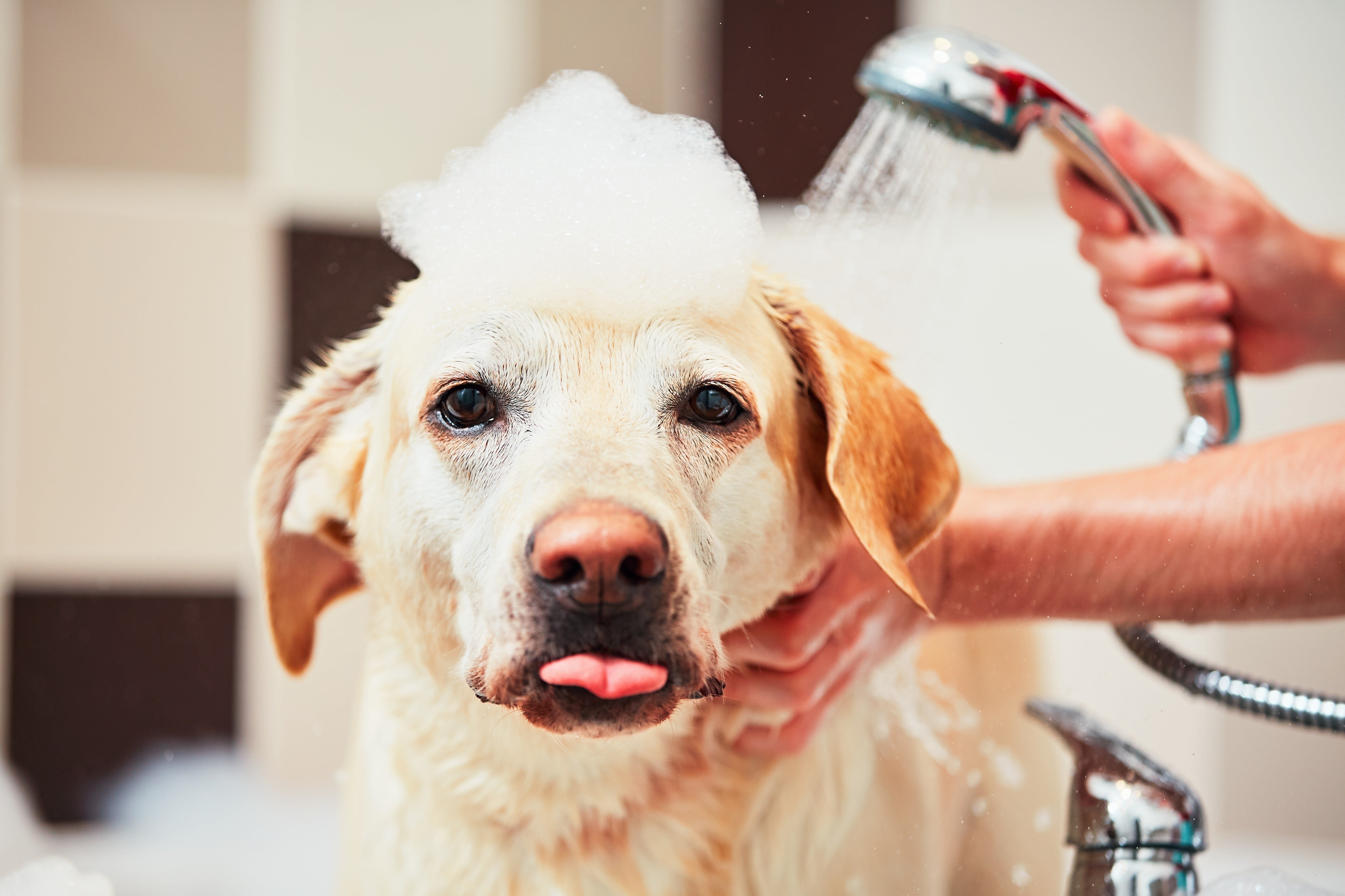 Bathing a Dog