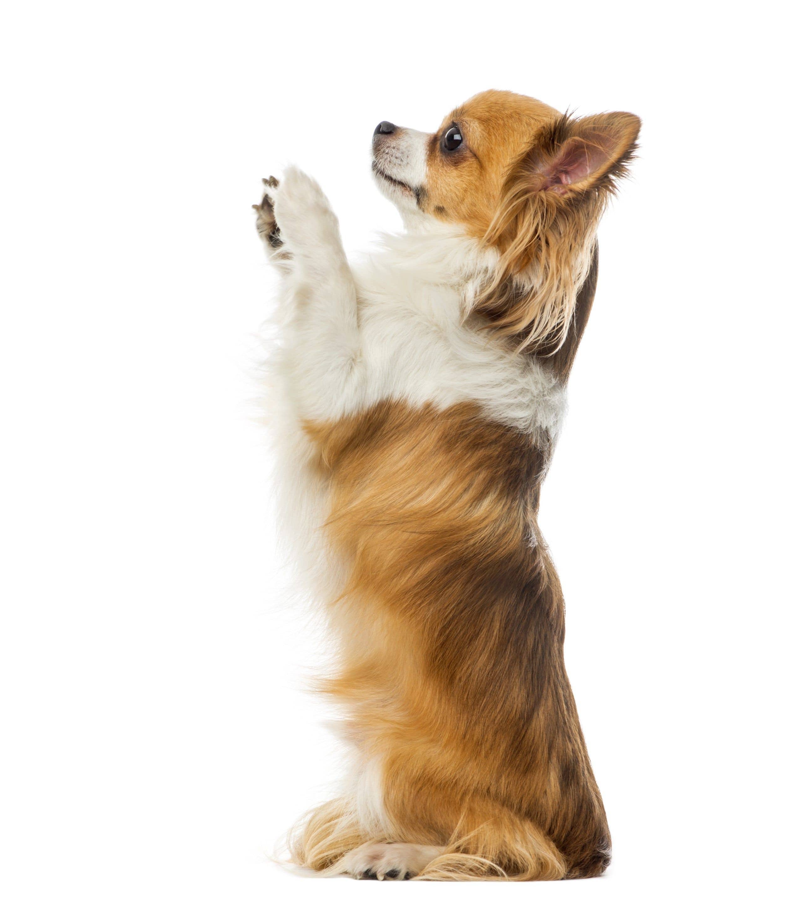 Dog Standing