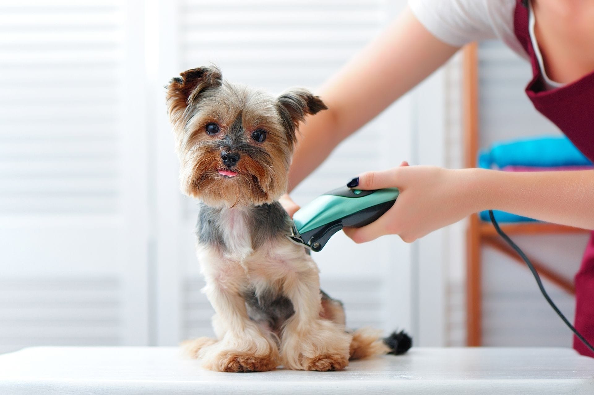 Dog Grooming